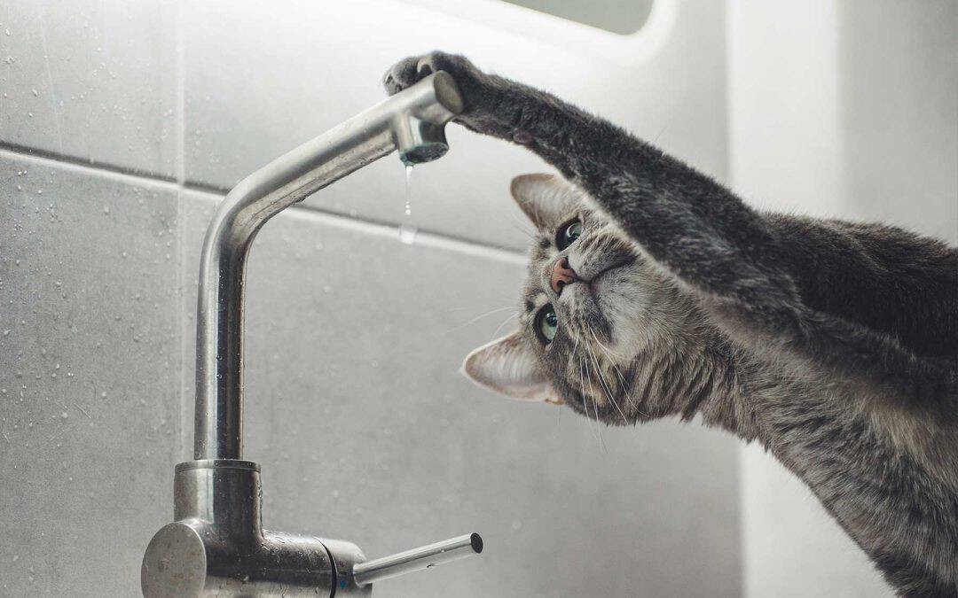 Aquaflow Service Plumbing Company Website Design