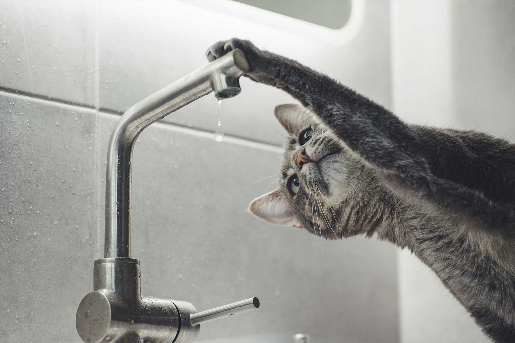 Aquaflow Service Plumbing Company Website Design